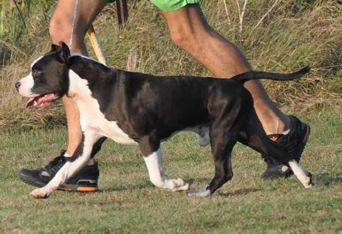 CH. LORD OF STAFFS BEST PLAYMATE